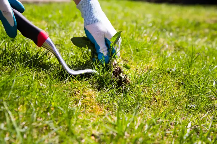 How to clear a yard full of weeds in Conroe, TX