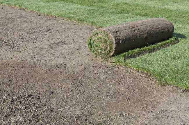 How long after installing sod can you walk on it in Conroe, TX