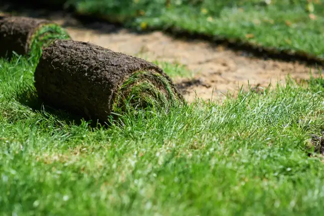 How to lay sod over existing lawn in Conroe, TX