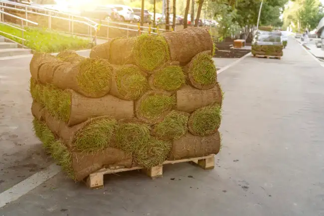 How to lay sod over existing lawn in Conroe, TX