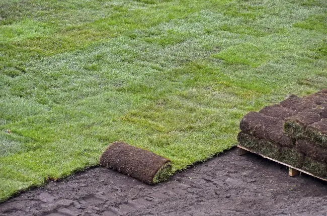 Affordable sod installation in Conroe, TX